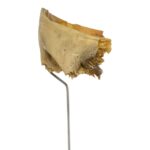 Real Human Partial Frontal Bone on Stand – 48 g