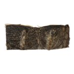 Real Nile Crocodile Hide