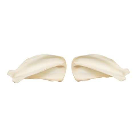 Real Domestic Dog Scapula Set
