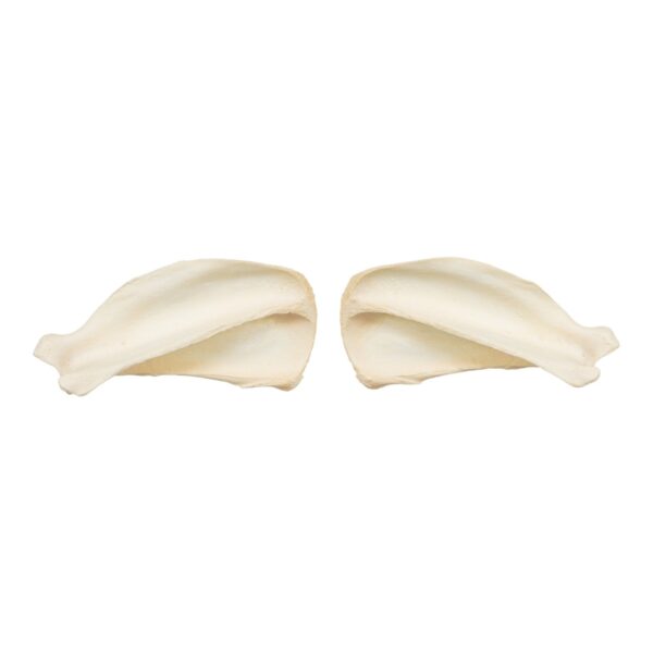 Real Domestic Dog Scapula Set