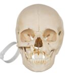 Real Human Child Skull – Damaged