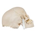 Real Human Child Skull – Damaged