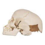 Real Human Child Skull – Damaged