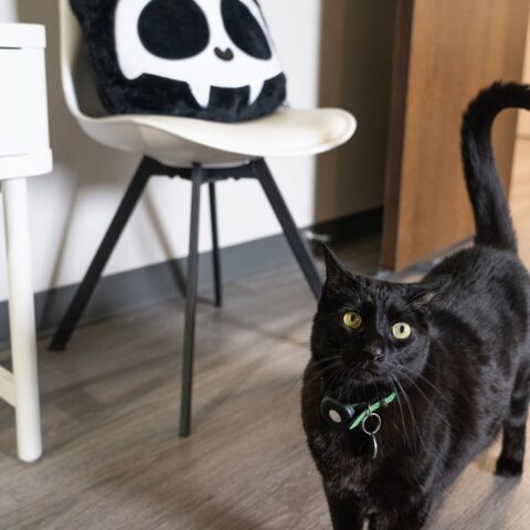 Skelekitty Throw Pillow