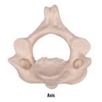 Replica Human Vertebra – Single