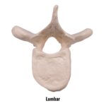 Replica Human Vertebra – Single