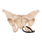 Real Human Pelvis and Sacrum – Articulated
