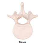 Replica Human Vertebra – Single