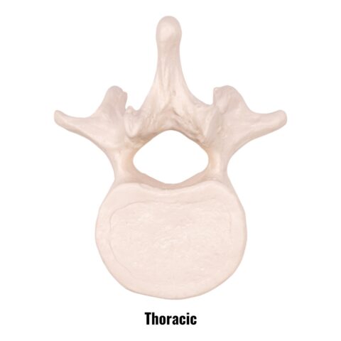 Replica Human Vertebra - Single