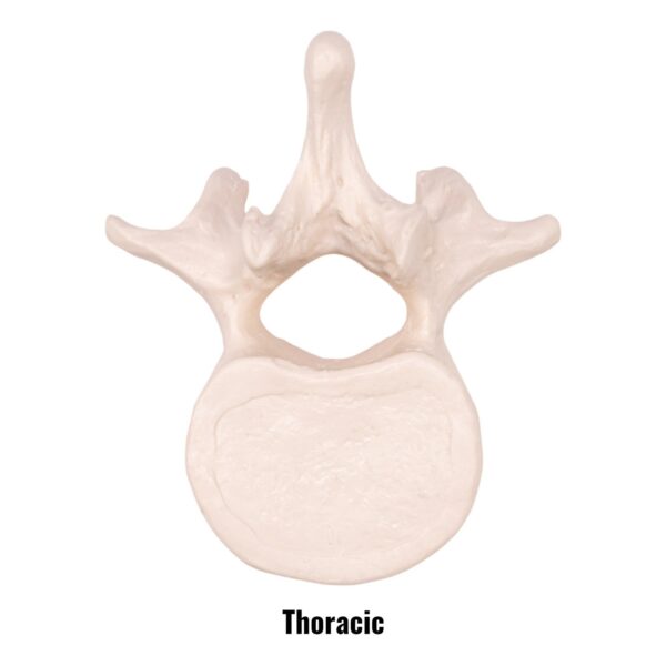 Replica Human Vertebra – Single