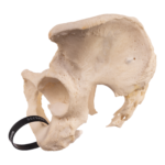 Real Human Pelvis and Sacrum – Articulated