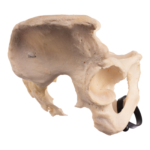 Real Human Pelvis and Sacrum – Articulated