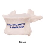 Replica Human Vertebra – Single