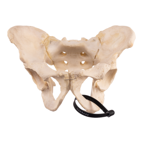 Real Human Pelvis and Sacrum - Articulated
