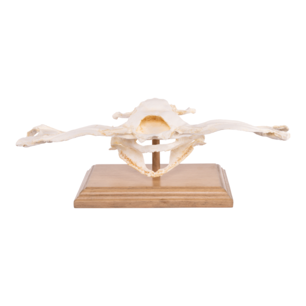 Replica Smooth Hammerhead Shark Skull