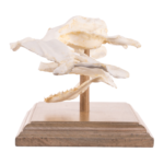 Replica Smooth Hammerhead Shark Skull