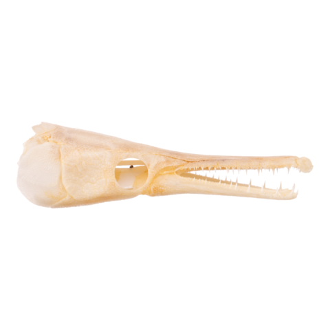 Real Alligator Gar Skull - Adolescent