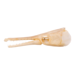 Real Alligator Gar Skull – Adolescent