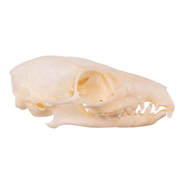 Real Tree Shrew Skull