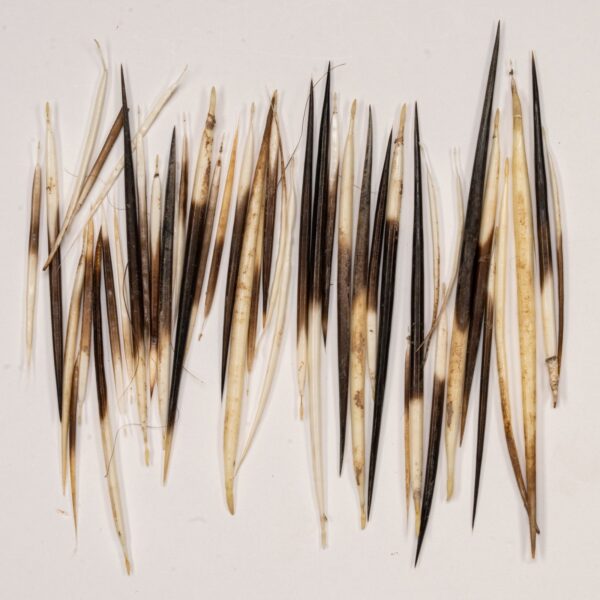 Real Bag-O-Porcupine Quills – Small