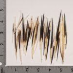 Real Bag-O-Porcupine Quills – Small