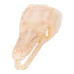 Real Alligator Gar Skull – Adolescent