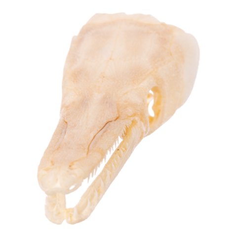 Real Alligator Gar Skull - Adolescent