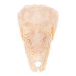 Real Alligator Gar Skull – Adolescent