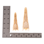 Real Alligator Gar Skull – Adolescent