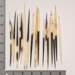 Real African Crested Porcupine Quill – Medium (4.5-7″) – Single