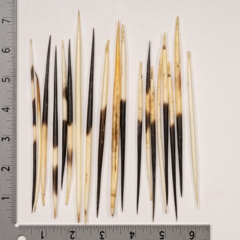 Real African Crested Porcupine Quill - Medium (4.5-7") - Single