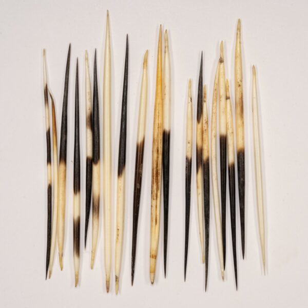 Real African Crested Porcupine Quill – Medium (4.5-7″) – Single