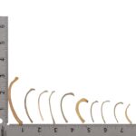 Real Research Quality Human Fetal Rib – Single