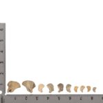 Real Research Quality Human Fetal Scapula – Single