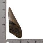 Real Megalodon Tooth – Half – 3.0336 oz