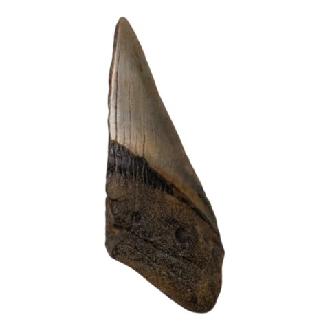 Real Megalodon Tooth - Half - 3.0336 oz