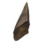 Real Megalodon Tooth – Half – 3.0336 oz