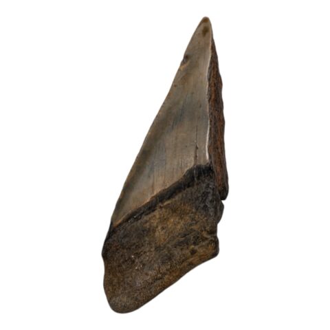 Real Megalodon Tooth - Half - 3.0336 oz