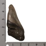 Real Megalodon Tooth – Half – 4.4445 oz