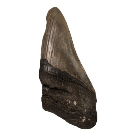 Real Megalodon Tooth - Half - 4.4445 oz