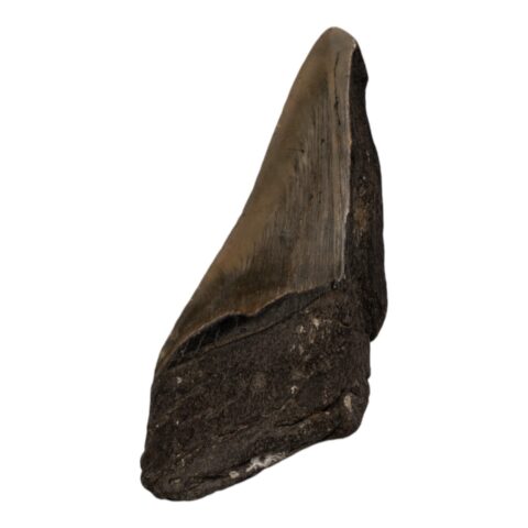 Real Megalodon Tooth - Half - 4.4445 oz