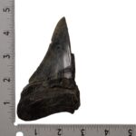 Real Megalodon Tooth – Half – 5.3616 oz