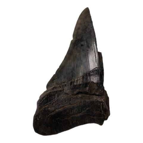 Real Megalodon Tooth - Half - 5.3616 oz