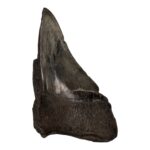 Real Megalodon Tooth – Half – 5.3616 oz