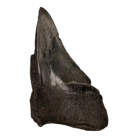Real Megalodon Tooth - Half - 5.3616 oz