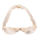 Real Crocodile Shark Jaw (4.1″)