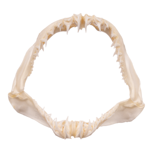 Real Crocodile Shark Jaw (4.1″)