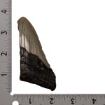 Real Megalodon Tooth – Half – 2.3281 oz