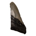 Real Megalodon Tooth – Half – 2.3281 oz