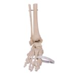 Real Human Right Foot with Partial Tibia and Fibula